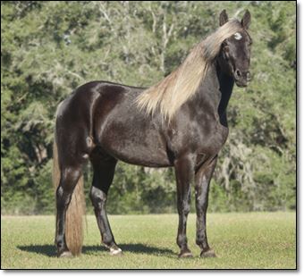 "Chocolatier" Jaime Whiteaker - Heavens Gait Foxtrotter