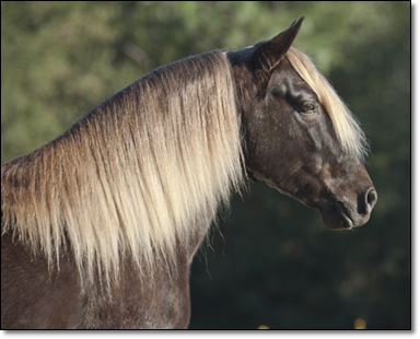 "Chocolatier" Jaime Whiteaker - Heavens Gait Foxtrotter