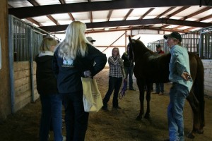 MFT Stallion Tour attendees ask stallion owners questions and interact with the stallions.  Photo by Josephine Styron