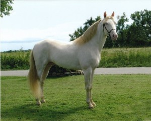 Phantom of the Ozarks is owned by Alford Stables in Buffalo, Missouri.  Photo courtesy of Alford Stables